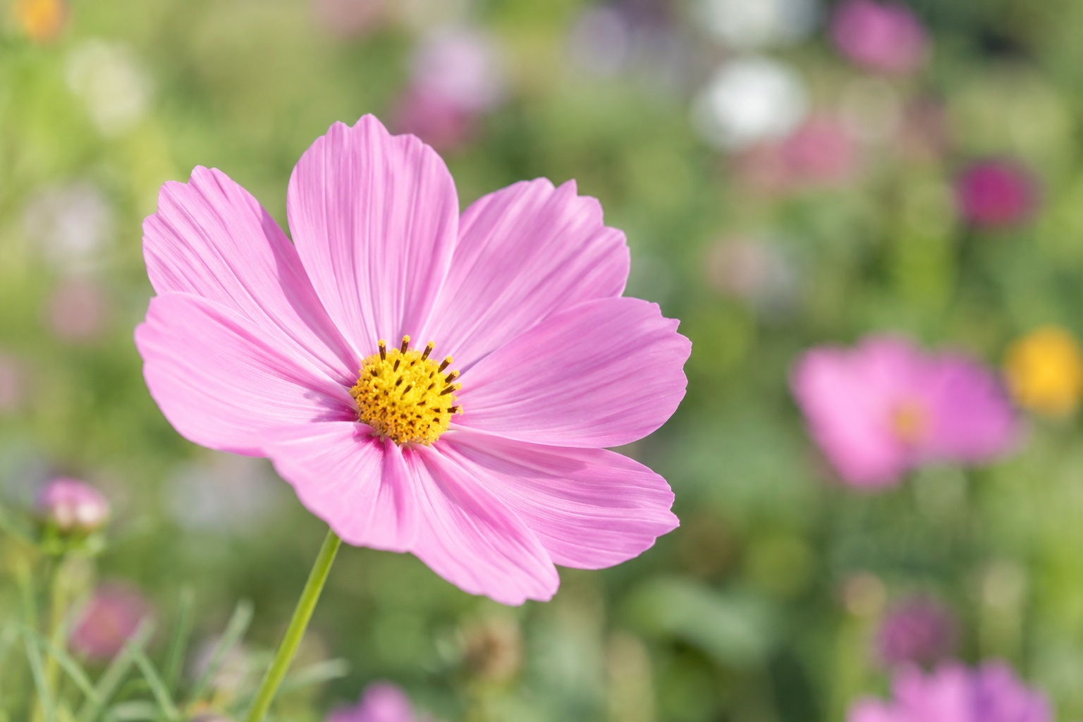 近くから写した一輪の花。背景の庭は大きくぼけている